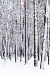 bigstock-Winter-Forest-56265137
